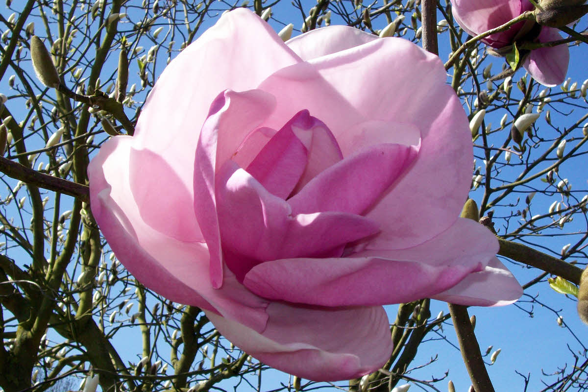 Image of Magnolia 'Atlas'